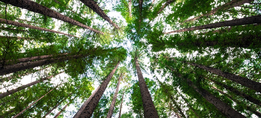 Usvojen Zakon o šumama KS: Smanjenje parafiskalnih nameta dugoočekivana olakšica privrednicima
